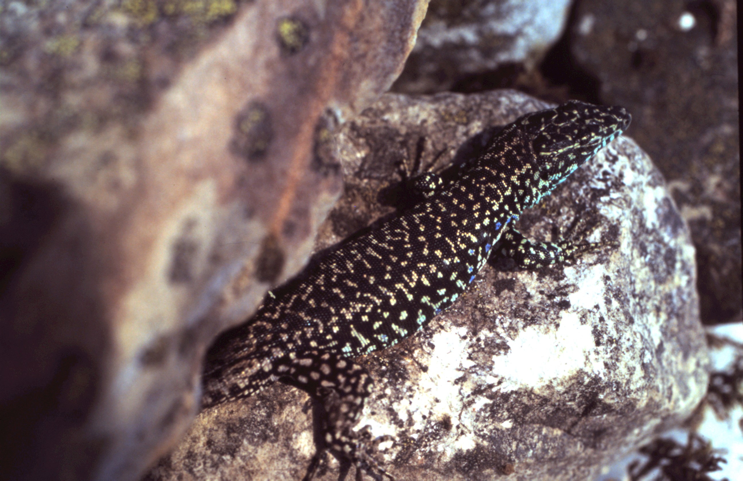 Lagartija Iberolacerta martinezricai